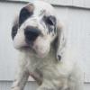 Puppies for sale Moldova, Chisinau English Setter