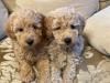 Puppies for sale Cyprus, Nicosia Toy-poodle