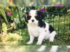 Puppies for sale Lithuania, Vilkaviskis King Charles Spaniel