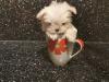 Puppies for sale Cyprus, Limassol Maltese