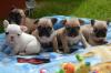 Puppies for sale Portugal, SetГєbal French Bulldog