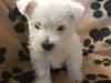 Puppies for sale Cyprus, Nicosia West Highland White Terrier