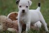 Puppies for sale Spain, Badalona Jack Russell Terrier