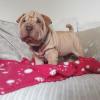 Puppies for sale Greece, Patra Shar Pei