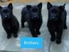 Puppies for sale Cyprus, Limassol German Shepherd Dog