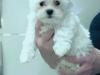 Puppies for sale France, Paris Maltese