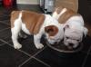 Puppies for sale Russia, Find English Bulldog