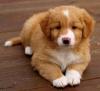 Puppies for sale Germany, Berlin Other breed, Nova Scotia Duck Tolling Retriever