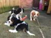 Puppies for sale Germany, Berlin King Charles Spaniel