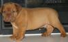 Puppies for sale Germany, Berlin Bordeaux Dog