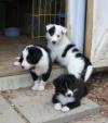 Puppies for sale Germany, Berlin Boston Terrier