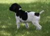 Puppies for sale Germany, Berlin German Shorthaired Pointing Dog