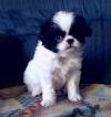 Puppies for sale Germany, Berlin Japanese Hin