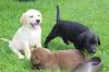 Puppies for sale Germany, Berlin Labrador Retriever