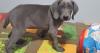 Puppies for sale Germany, Berlin Weimaraner
