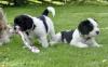 Puppies for sale Germany, Berlin Other breed, Polish Lowland Sheepdog