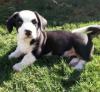 Puppies for sale Germany, Berlin Other breed, Cardigan Welsh Corgi