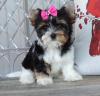 Puppies for sale Germany, Berlin Other breed, Biewer