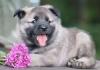 Puppies for sale Germany, Berlin Other breed, Norwegian Elkhound