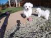 Puppies for sale Germany, Berlin Bichon