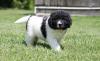 Puppies for sale Germany, Berlin Newfoundland