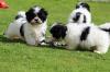 Puppies for sale Germany, Berlin Shih Tzu