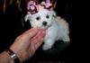 Puppies for sale Germany, Berlin Mixed breed, Morkie
