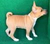 Puppies for sale Germany, Berlin Basenji