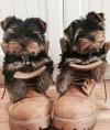 Puppies for sale Germany, Berlin Yorkshire Terrier