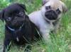 Puppies for sale Germany, Berlin Pug