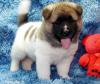 Puppies for sale Belgium, Brussels Akita
