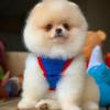 Puppies for sale Austria, Linz Pomeranian Spitz