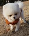 Puppies for sale Latvia, Kraslava Pomeranian Spitz