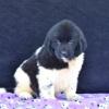 Puppies for sale Austria, Vienna Newfoundland