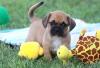 Puppies for sale Ukraine, Kiev Other breed, Puggle