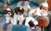 Puppies for sale Ukraine, Kiev Shih Tzu