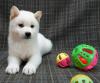 Puppies for sale Ukraine, Chernivtsi , Shiba Inu puppies