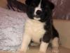 Puppies for sale Cyprus, Nicosia Akita