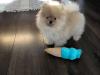 Puppies for sale Sweden, Stockholm Pomeranian Spitz