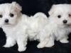 Puppies for sale Denmark, Aalborg Maltese