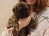 Puppies for sale Cyprus, Limassol Bullmastiff