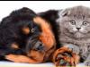Puppies for sale Sweden, Malmo Rottweiler