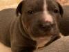 Puppies for sale Germany, Cottbus Staffordshire Bull Terrier