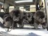 Puppies for sale Czech Republic, Newfoundland