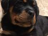 Puppies for sale Sweden, Stockholm Rottweiler