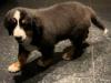Puppies for sale Cyprus, Paphos Bernese Mountain Dog