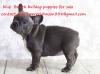 Puppies for sale Cyprus, Limassol French Bulldog