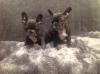 Puppies for sale Austria, Linz French Bulldog