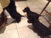Puppies for sale Cyprus, Paphos Scotch-terrier