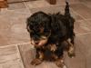 Puppies for sale Cyprus, Nicosia Toy-poodle